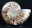 Inch Split Ammonite (Half) #3340-1
